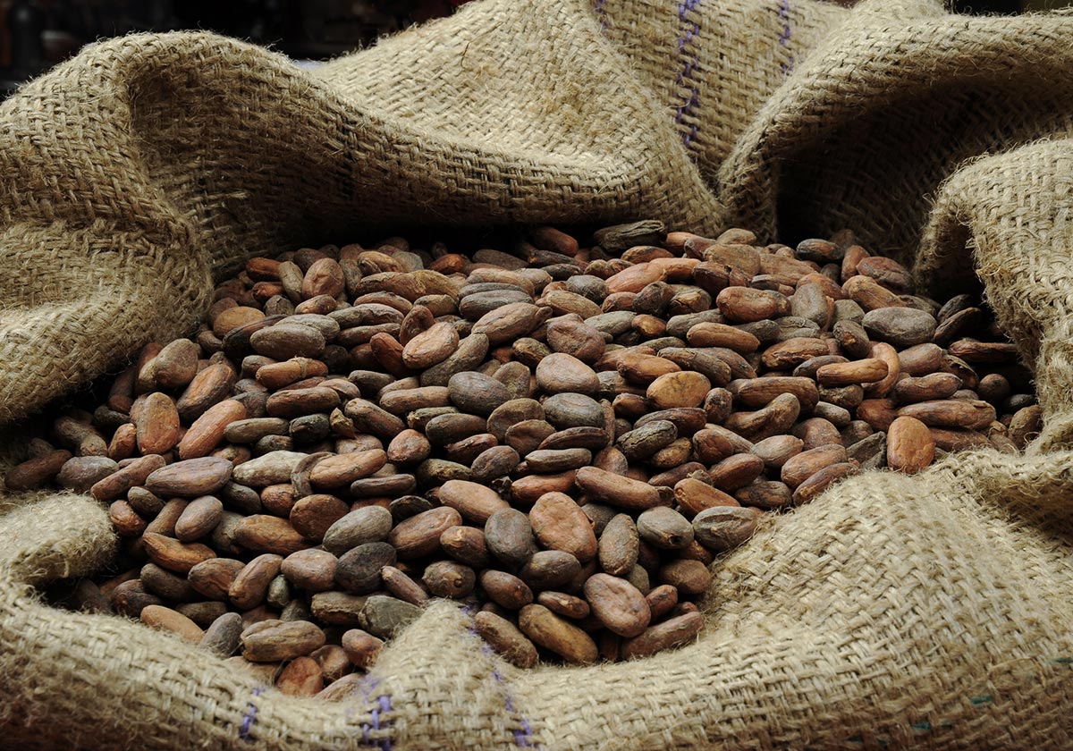 cocoa beans in field